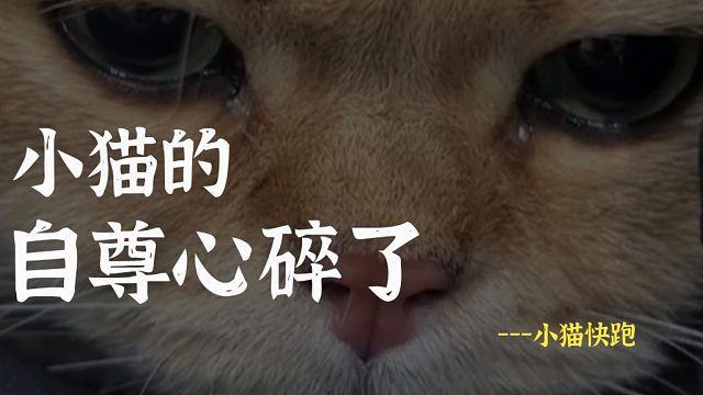 小猫的自尊心碎了，真是一个悲伤的故事
