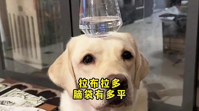 拉布拉多这种狗，是正经的平头老百姓