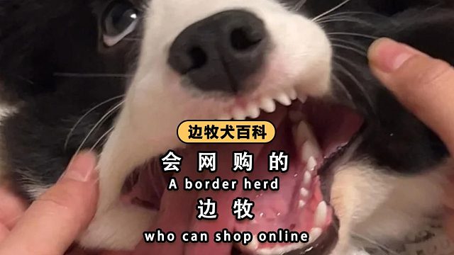 震了个惊，边牧竟然也会网购了？