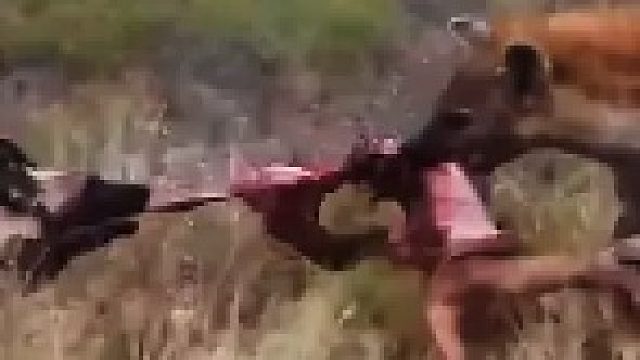 野狗被鬣狗抢食