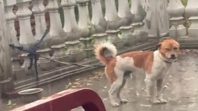 突然下雨，大人不在，跟自己家的狗不熟悉，不敢去放他怎么办，还好妈妈及时回来了，哈哈哈哈