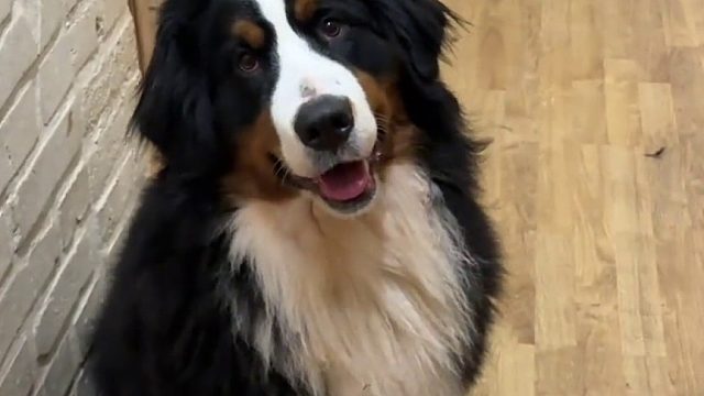 拦路虎最终被制裁！