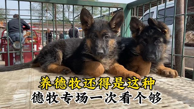 喜欢德牧的有眼福了，今天给大家来个德牧专场，选德牧就这样选！