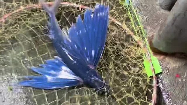 会飞的鱼，飞鱼