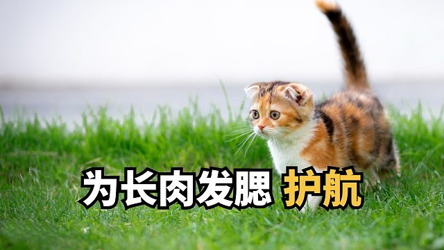 选对猫粮，让猫咪炫饭长肉两不误