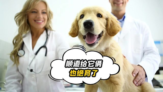 狗狗丈母娘花语：绝育顺手的事