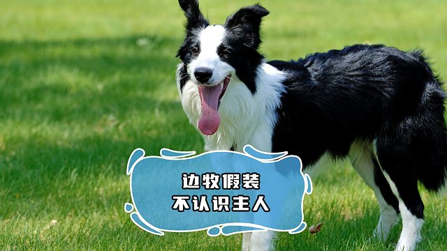 狗狗就差直接把心虚两个字，写在脸上了