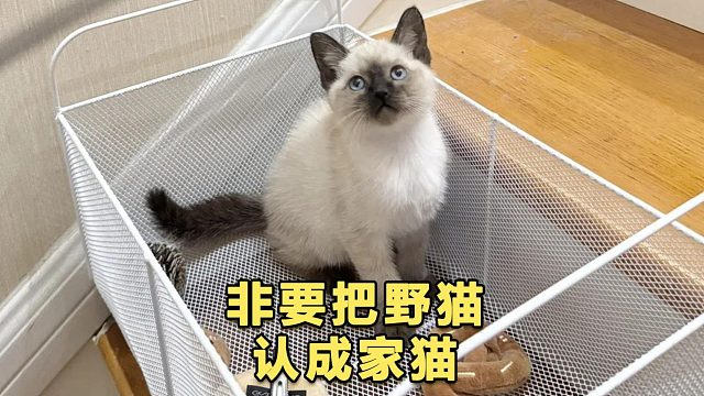 玳瑁走丢后找回变成暹罗，主人坚称是同一只