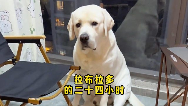 你家拉拉每天在家里，都会忙些什么？