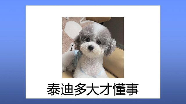 6个月大变身！教你养出贴心泰迪宝