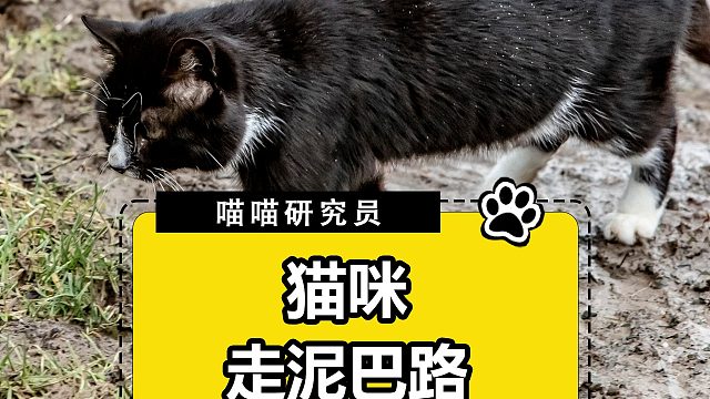 猫咪：我嫁到这个家，真是活受罪