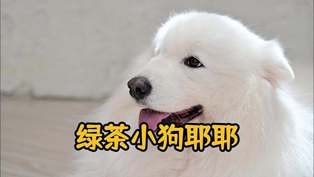 撒娇耶耶最好命，这波绿茶操作太绝了