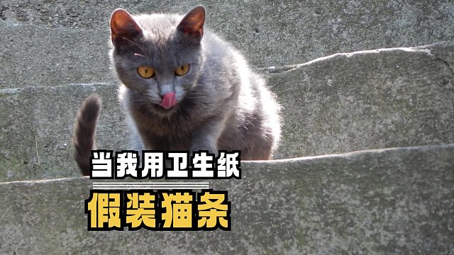 从今往后，猫咪不会再相信任何人类