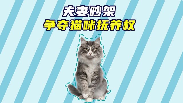 夫妻吵架，猫咪成为最大受害者！