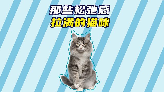 那些松弛感拉满的猫咪，看着真的太羡慕了！