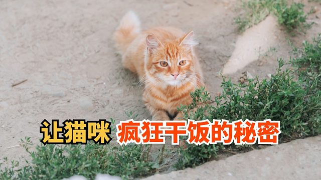 给猫饭加点这个，直接化身干饭喵