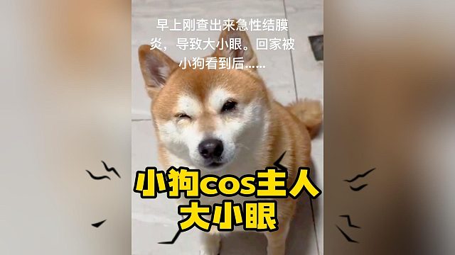 太好了是柴犬，我们没救了！