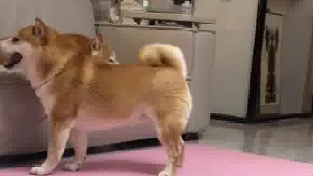 以为我不在家，在那阴阳怪气的模仿我练瑜伽…