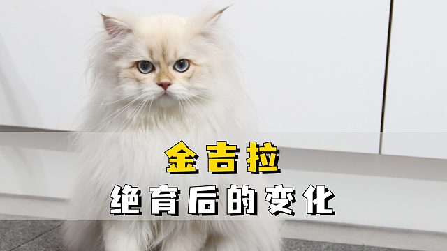 金吉拉绝育后，都有哪些改变？