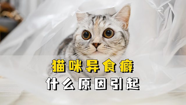 猫咪出现异食癖，究竟为何会这样？