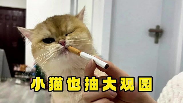 我都说了，小猫私下烟酒都来啊