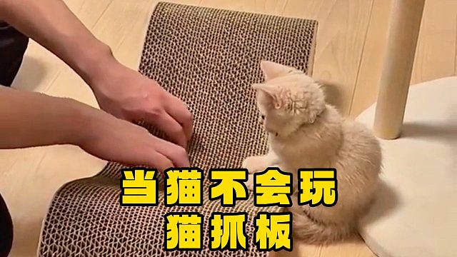 没上过猫学？铲屎官执行人教版