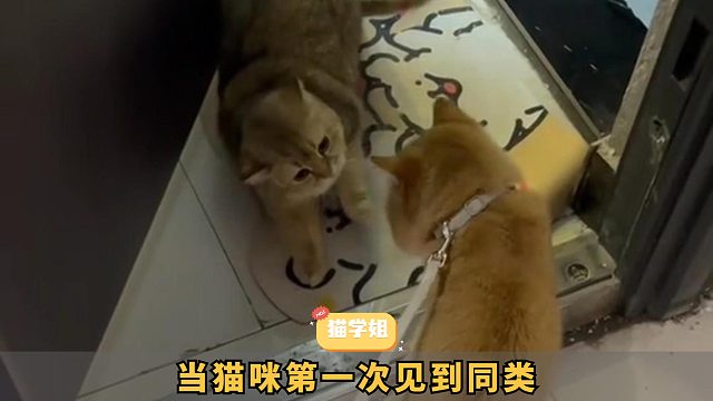 当猫咪第一次见到同类，会是什么反应？