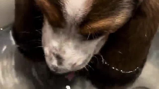 耳头这么大有什么用也，也听不见我喊它……