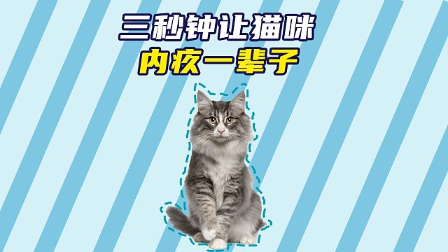 三秒钟让猫咪内疚一辈子，建议纳入北影教材