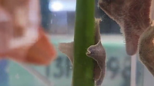 有请我们的钢管舞女王血斑紫影登场～