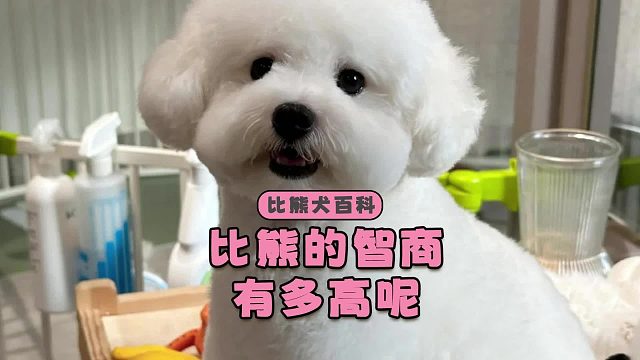 比熊看起来呆傻，实际上心眼800个！