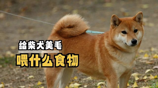 吃对食物，柴犬毛发也能“闪闪发光”