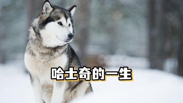 从拆家恶魔到暖心老伙计：哈士奇的一生轨迹