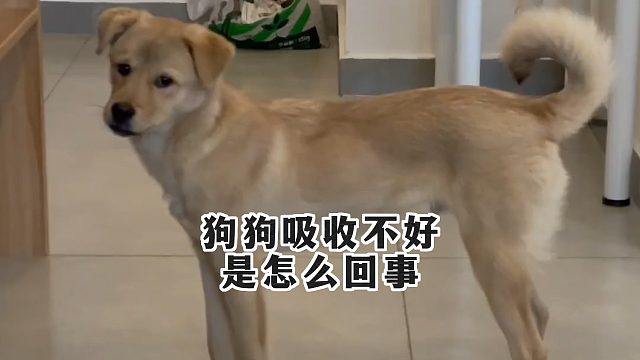狗狗干饭不少却不长肉？吸收差是什么原因