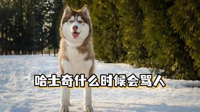 哈士奇开启骂街模式：那些让它忍不了的瞬间