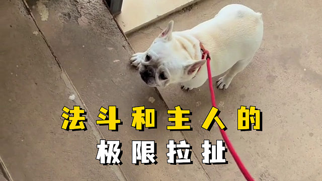法斗和主人的极限拉扯，最终是谁胜利了？