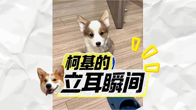 柯基不知不觉就立耳了，这一瞬间很宝贵