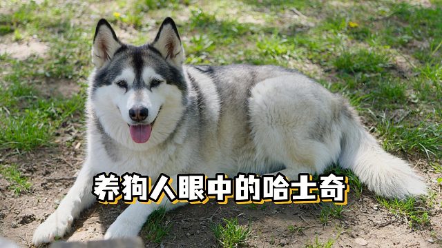 在养狗人看来，哈士奇是怎样的呢？