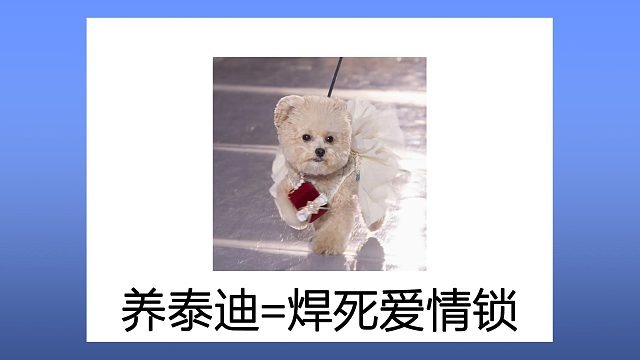 养泰迪=焊死爱情锁？建议民政局推广