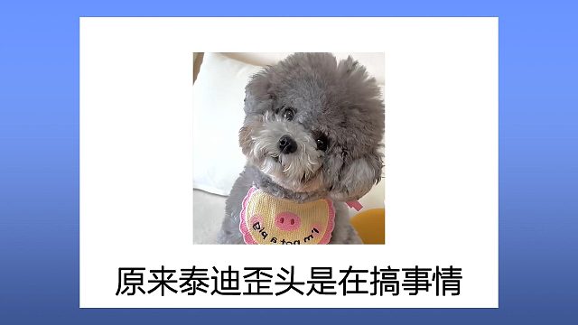 刷了100个视频才懂！泰迪歪头根本不是卖萌