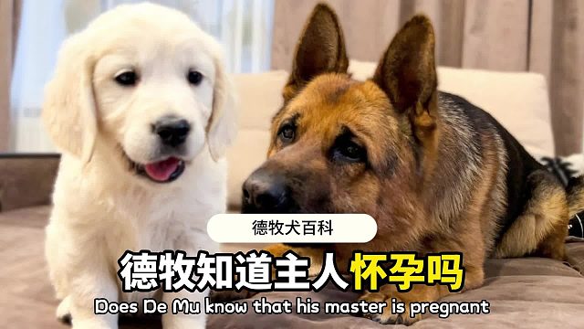 女主人怀孕了，德牧能感觉到吗？