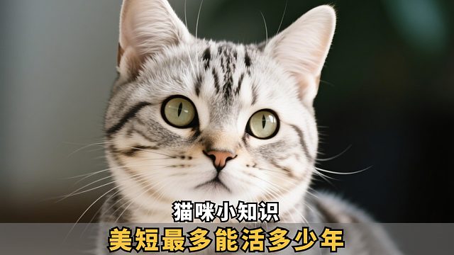 美短最多能活多久，关键看这些