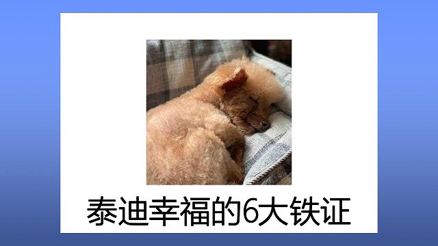 泰迪幸福的6大铁证，全中是狗届爽文大女主