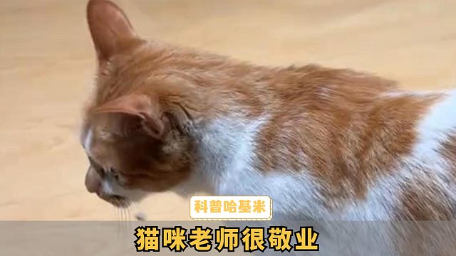 猫咪：只能尽量配合你表演，别这么多话
