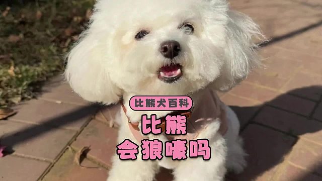 比熊会狼嚎吗？每一声都撕心裂肺
