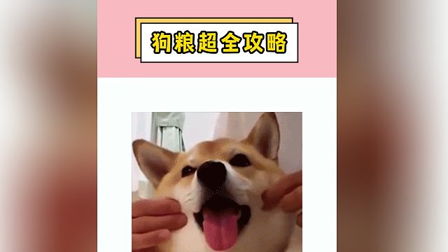 还不知道选什么狗粮，快看这份攻略