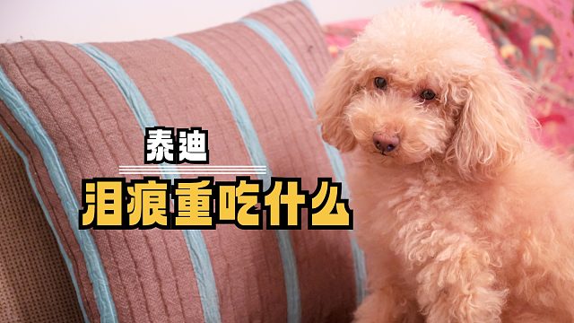 泰迪泪痕重，吃什么能改善？