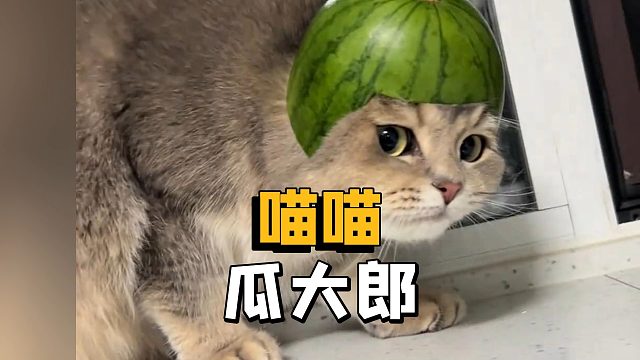 怎么猫猫戴上帽子，就感觉换了个国籍