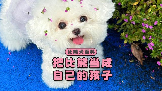 养比熊之后，你会把它当成自己的孩子吗？