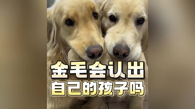金毛究竟能否认出自己的孩子？当然可以！